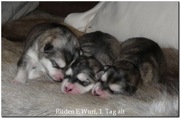 Welpen E Wurf 287.jpg